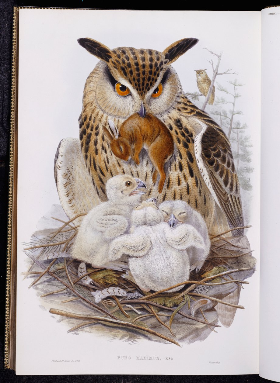 A Great Owl and Chicks, from The Birds of Europe, published 1832-37 by John Gould