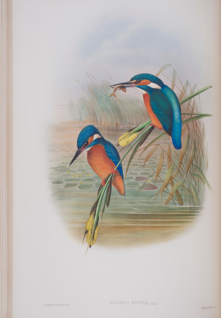 Alcedo Ispida, plate from The Birds of Great Britain by John Gould, published 1862-73 by John Gould