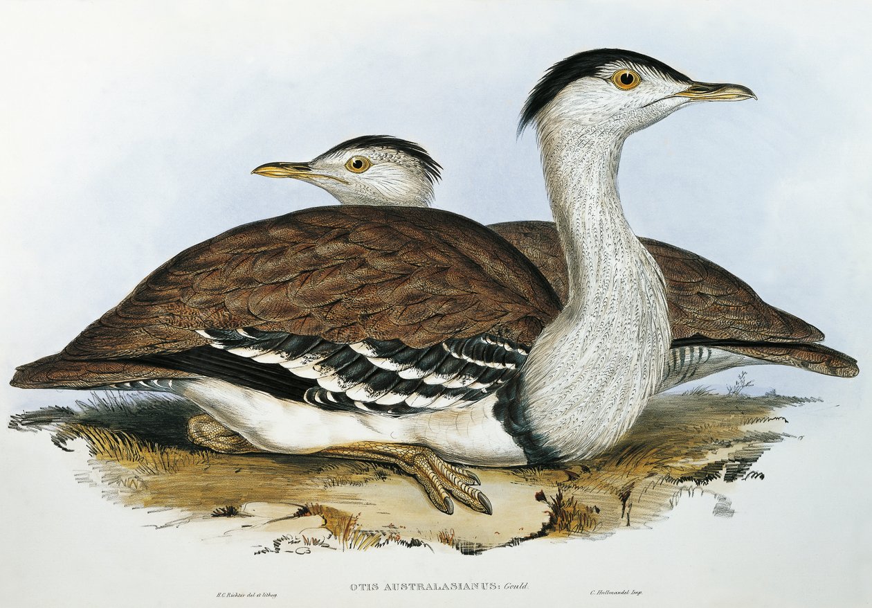 Australian Bustard (Otis australasianus) by John Gould