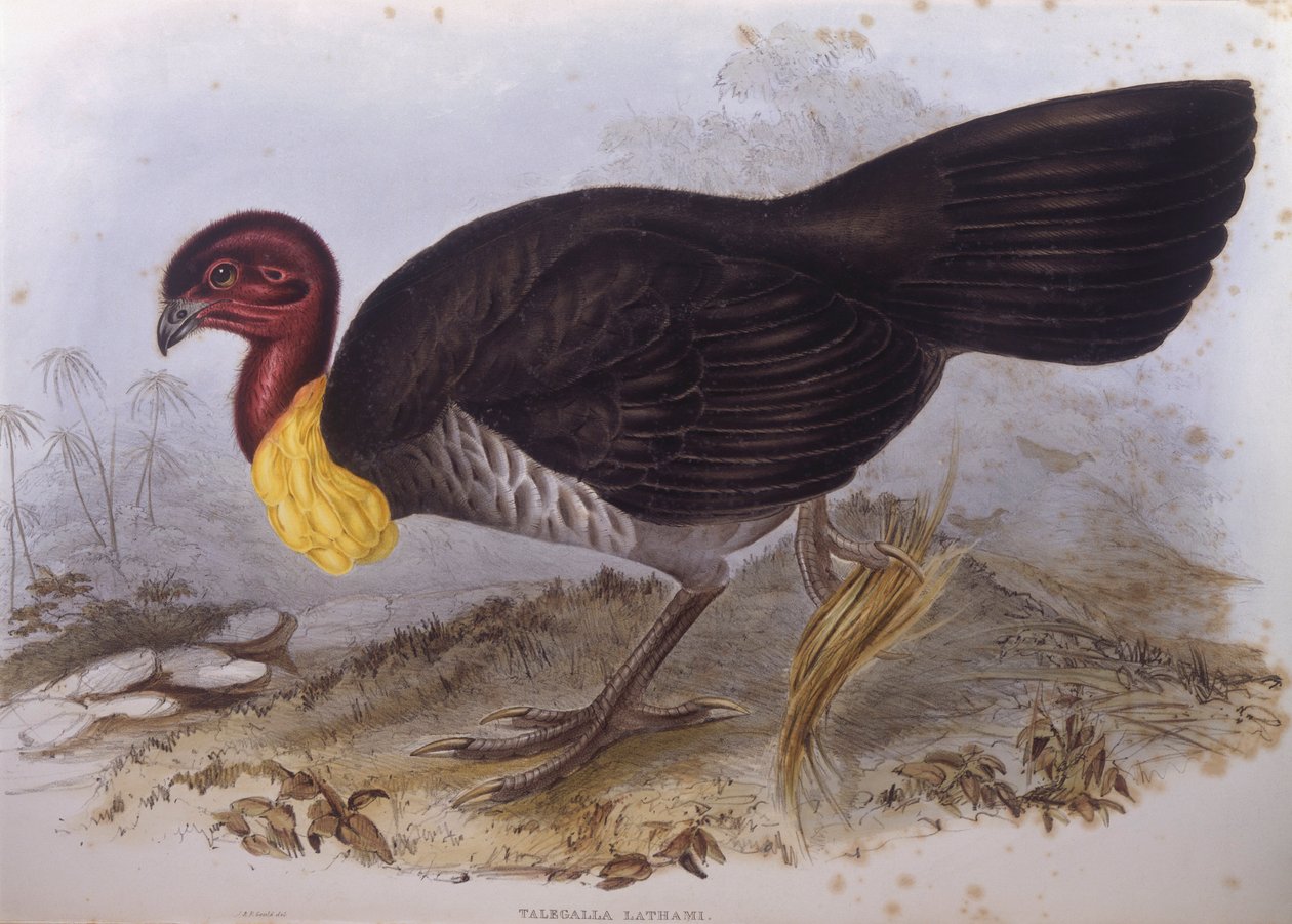 Australian brush-turkey (Alectura lathami), Engraving by John Gould