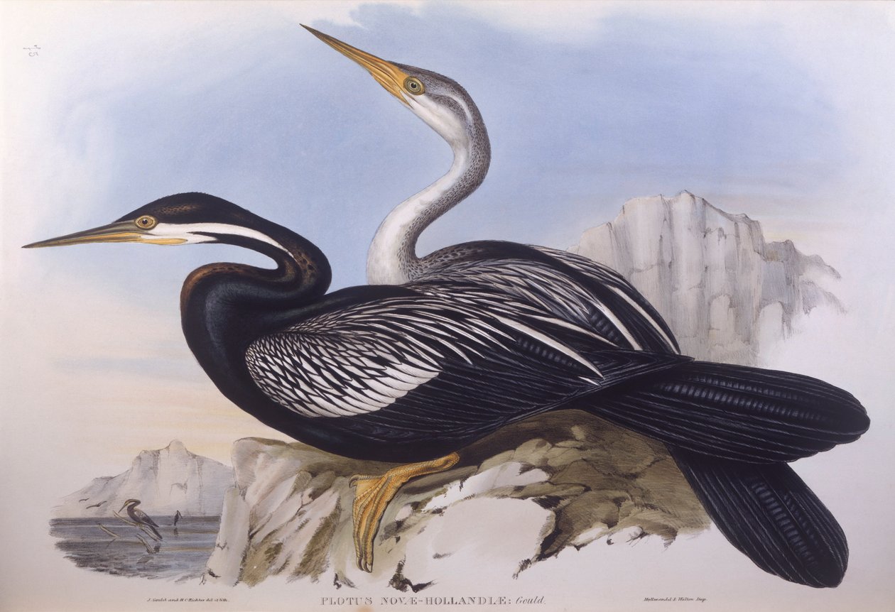 Australian darter (Anhinga novaehollandiae), Engraving by John Gould by John Gould