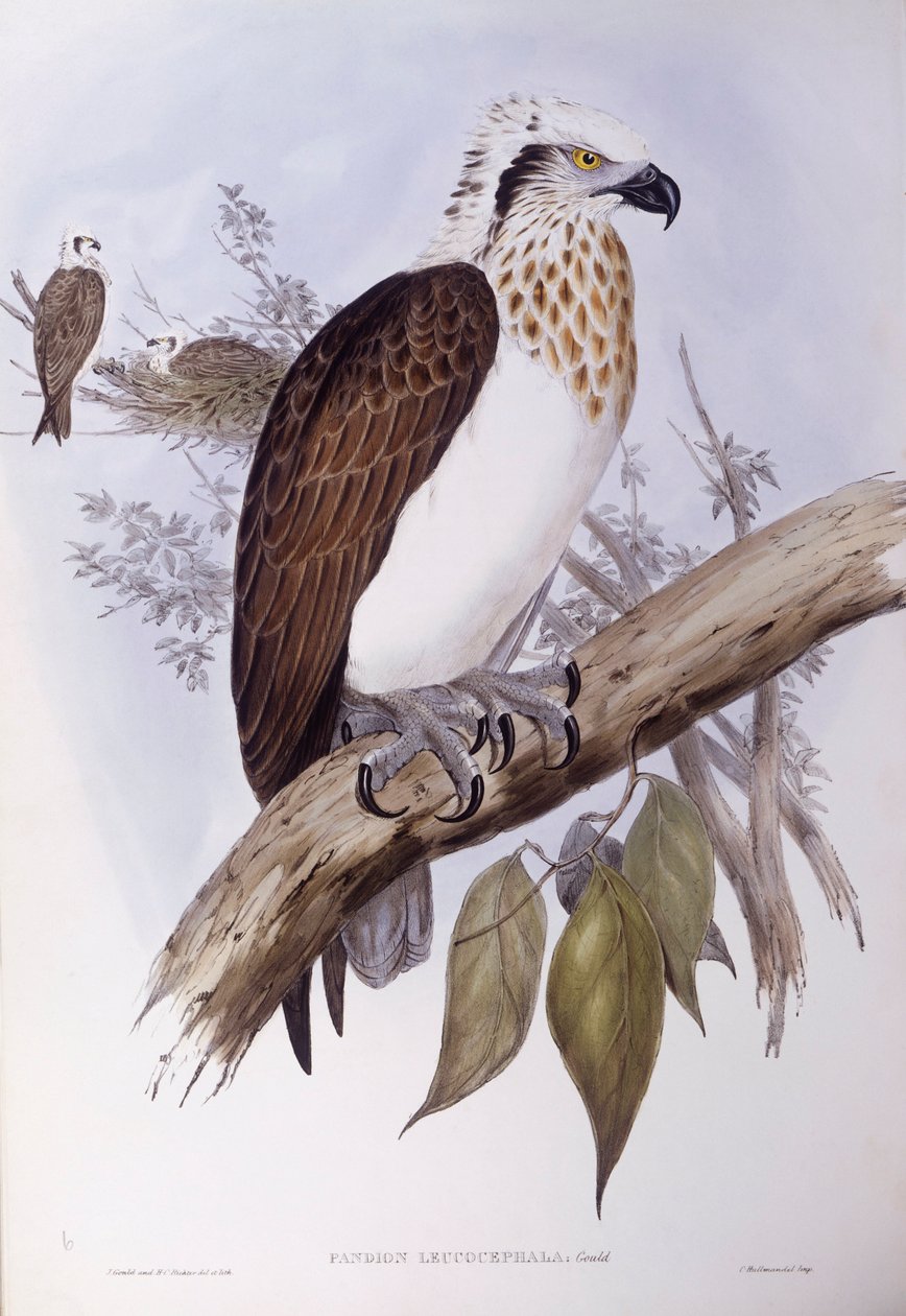Australian osprey (Pandion haliaetus cristatus), Engraving by John Gould by John Gould
