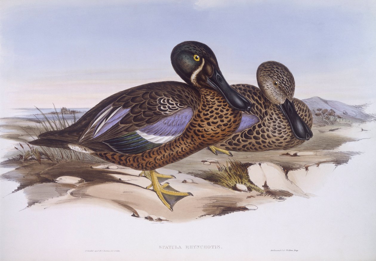 Australian shoveler (Anas rhynchotis), Engraving by John Gould by John Gould