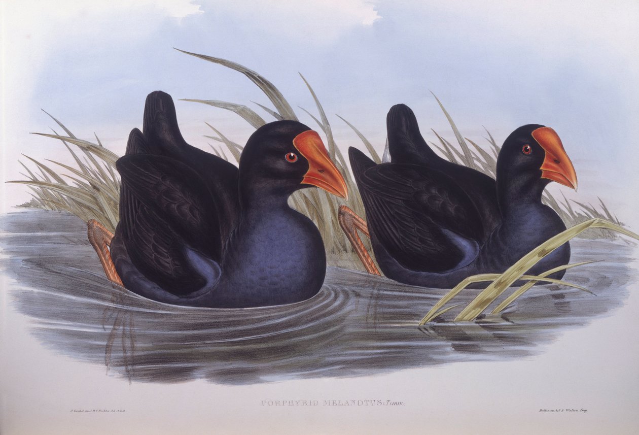 Australian swamphen (Porphyrio melanotus), Engraving by John Gould by John Gould