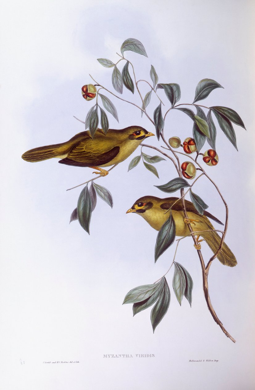 Bell Miner (Manorina melanophrys), Engraving by John Gould by John Gould