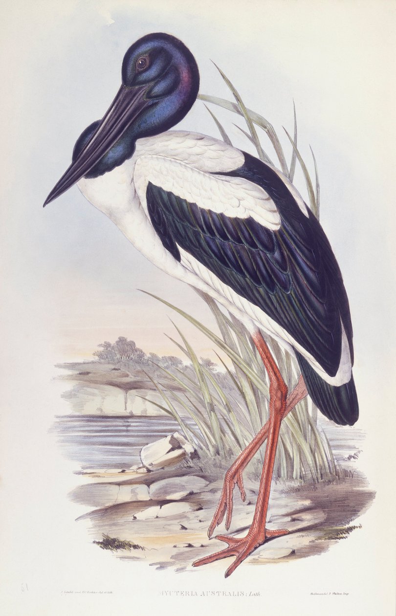 Black-necked stork (Ephippiorhynchus asiaticus), Engraving by John Gould by John Gould