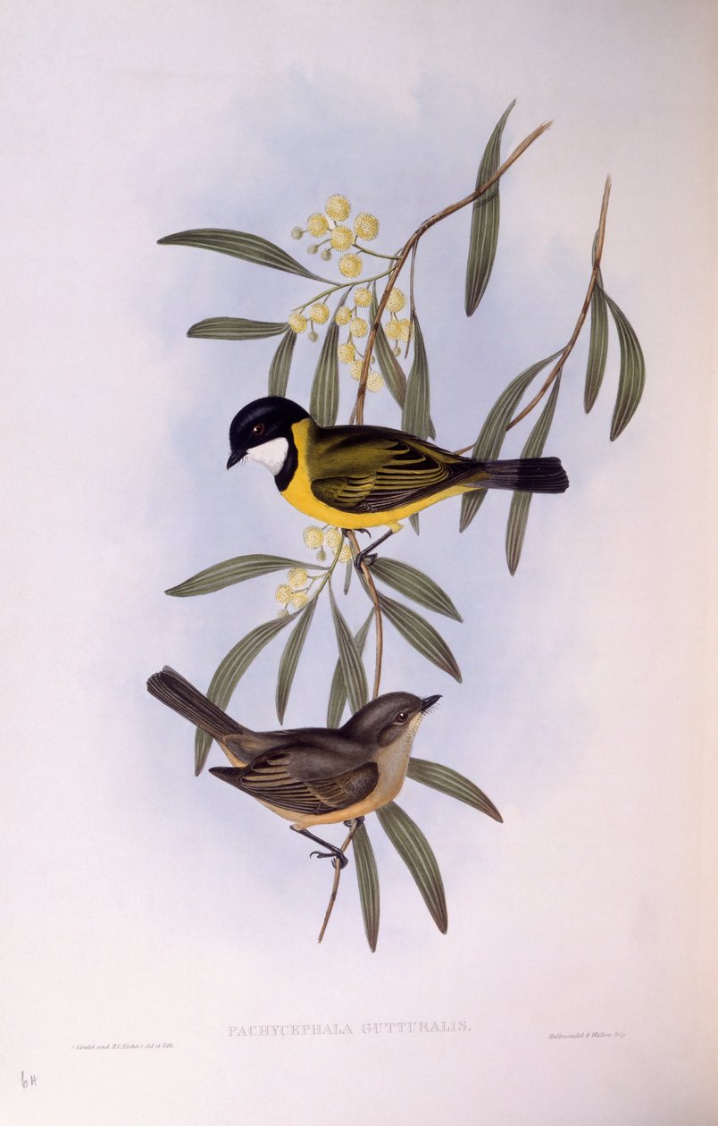 Black-tailed whistler (Pachycephala melanura), Engraving by John Gould