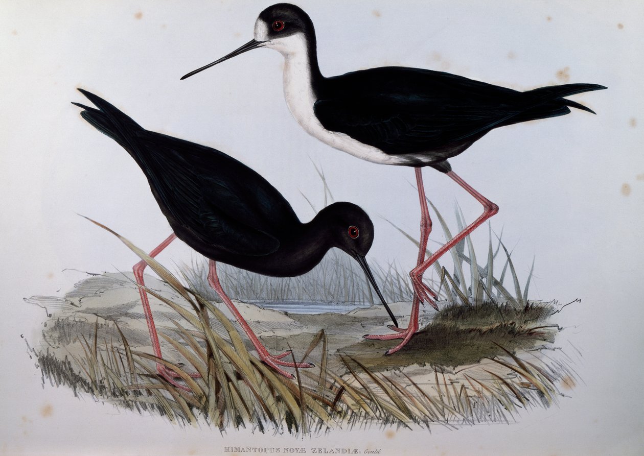 Black Stilt (Himantopus novaezelandiae), engraving from Birds of Australia by John Gould