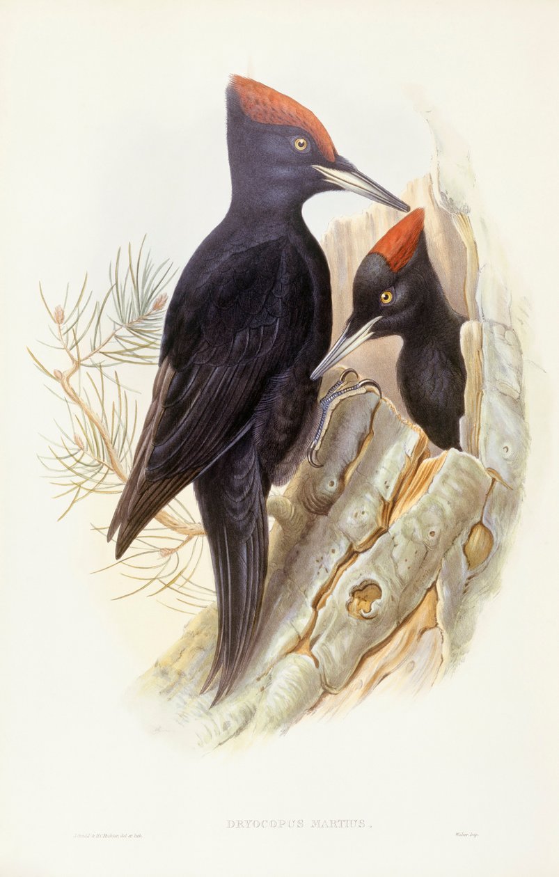 Black woodpecker (Dryocopus martius), Engraving by John Gould by John Gould