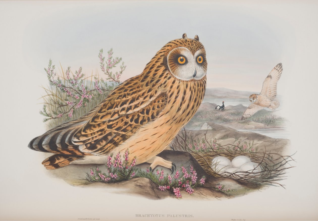 Brachyotus Palustris, plate from The Birds of Great Britain by John Gould, published 1862-73 by John Gould