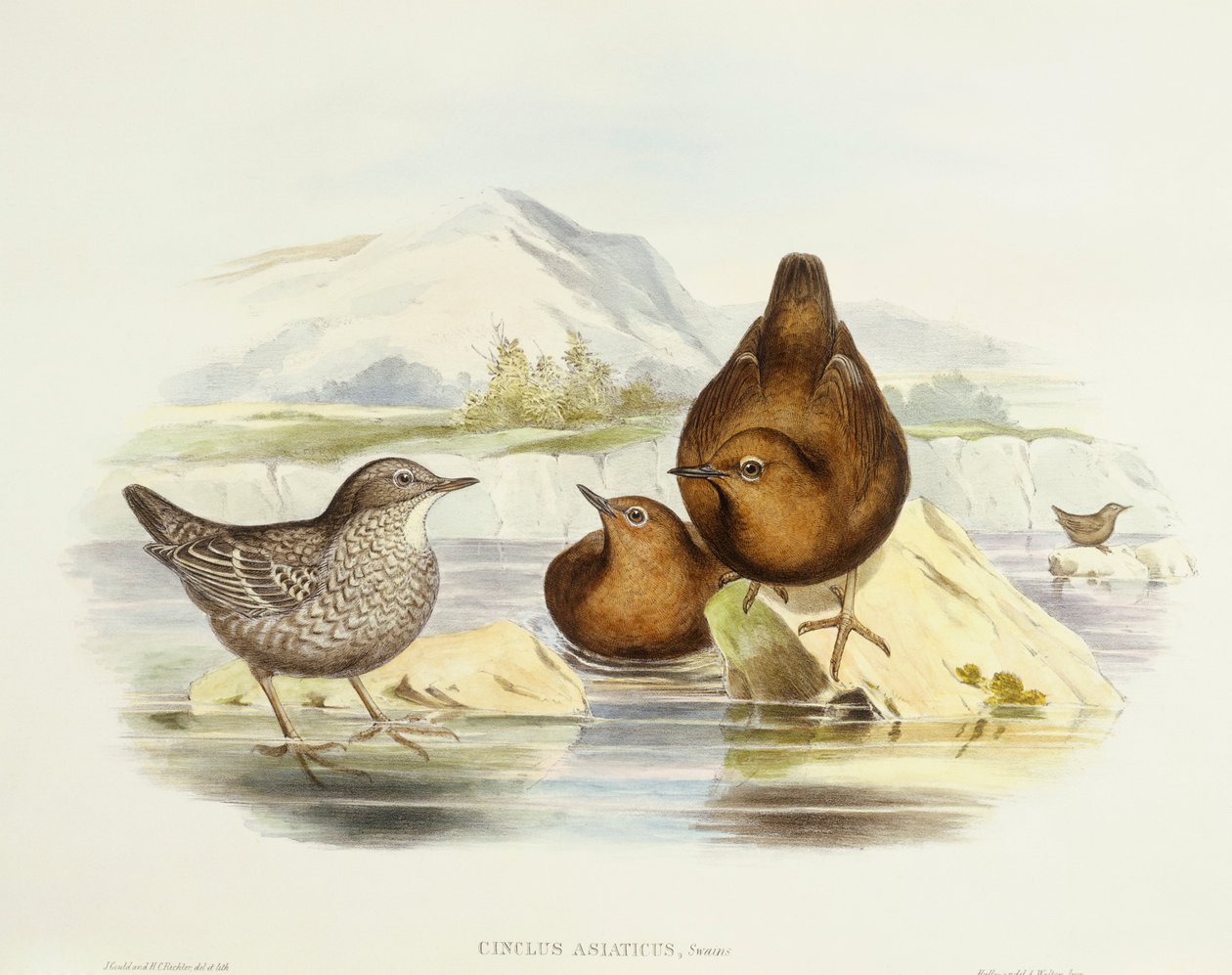 Brown Dipper (Cinclus pallasii), Engraving by John Gould by John Gould