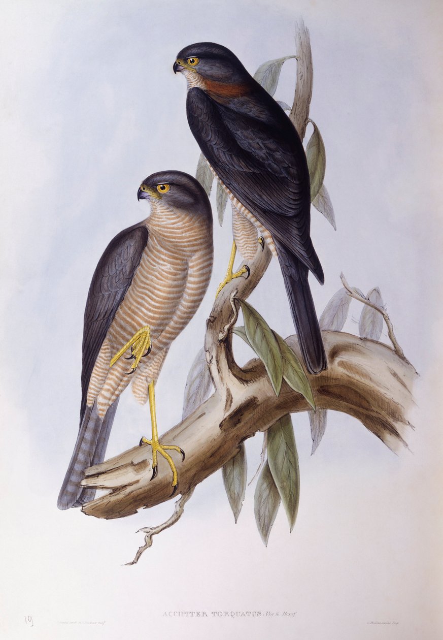 Brown dipper (Cinclus pallasii), Engraving by John Gould by John Gould