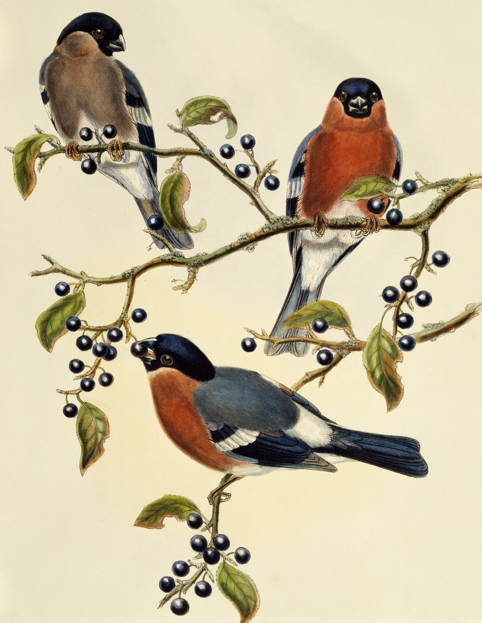 Bullfinch (Pyrrhula pyrrhula), engraving by John Gould, United Kingdom by John Gould