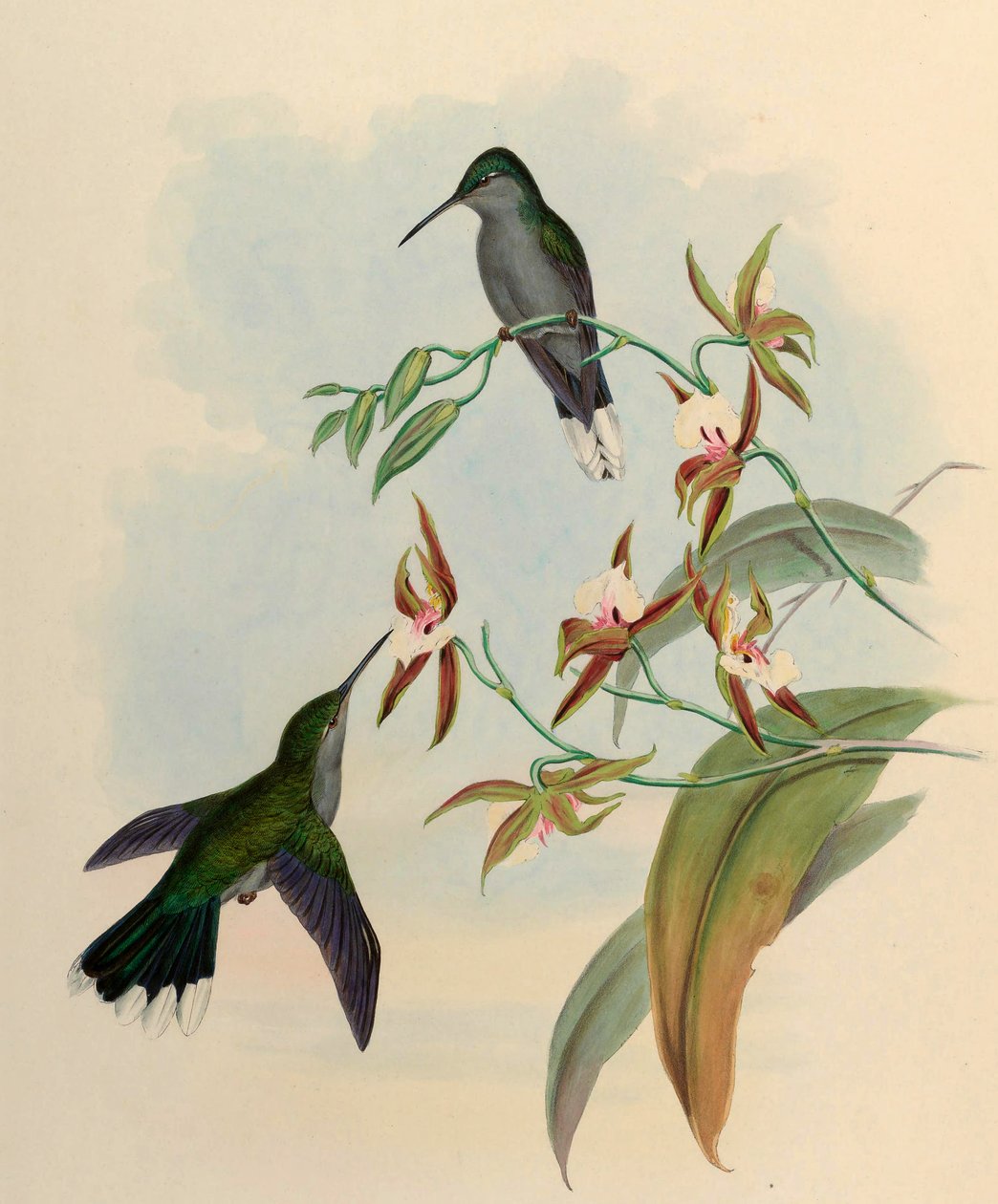Campylopterus latipennis by John Gould