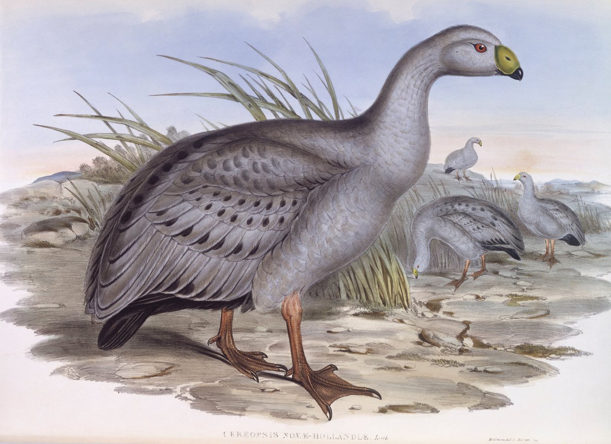 Cape Barren goose (Cereopsis novaehollandiae), Engraving by John Gould