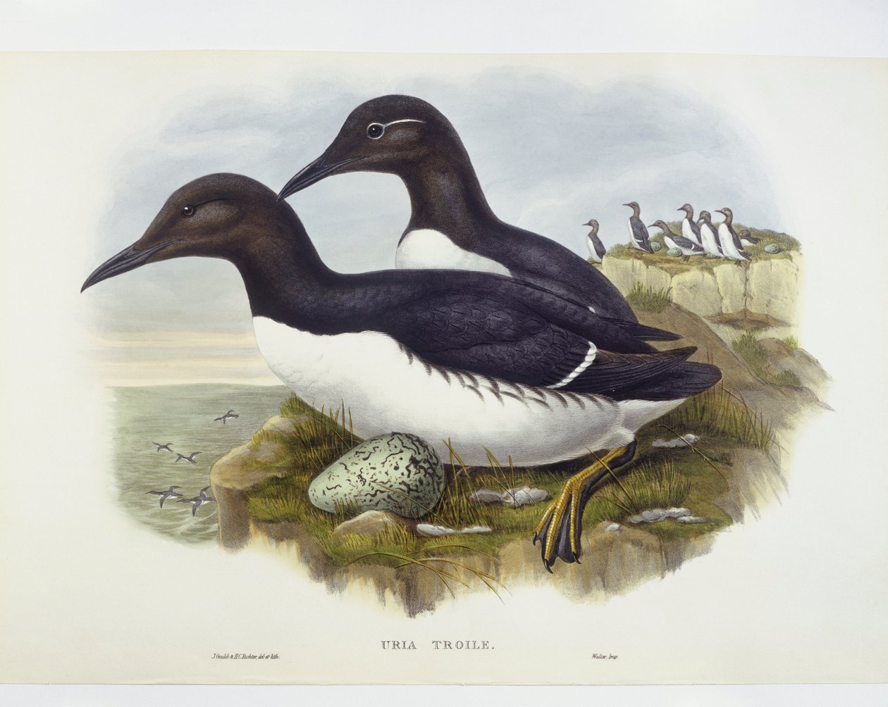 Common murre (Uria aalge), Engraving by John Gould, William Hart, H C Richter by John Gould