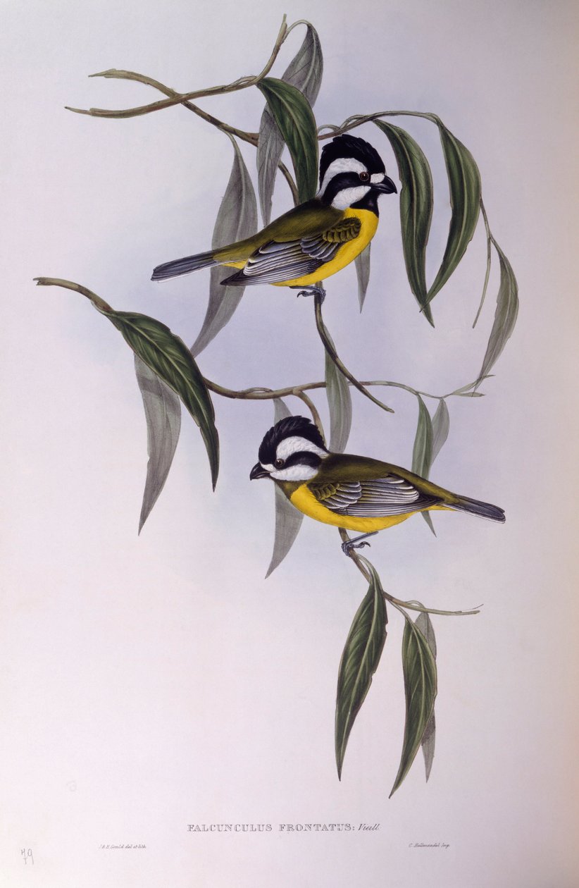Crested shriketit (Falcunculus frontatus), Engraving by John Gould