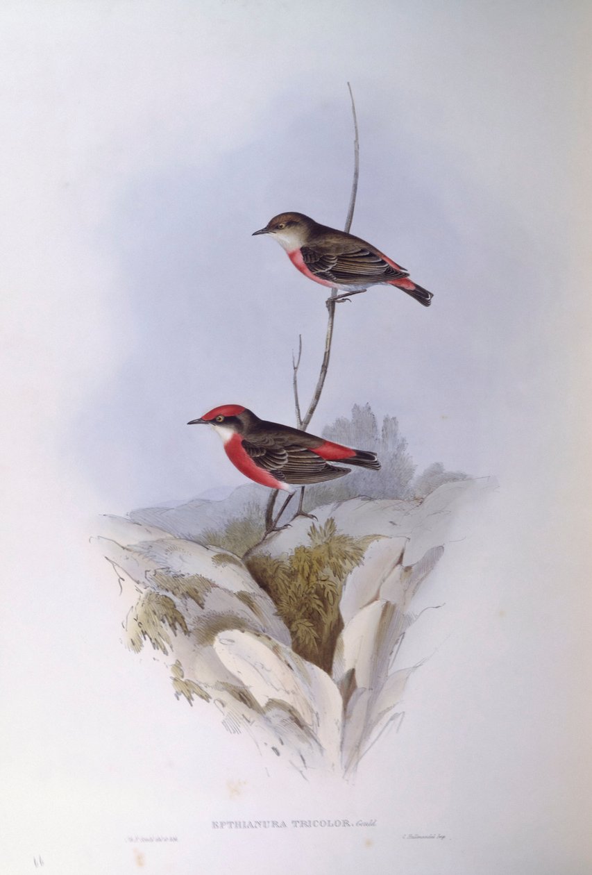 Crimson chat (Epthianura tricolour), Engraving by John Gould by John Gould