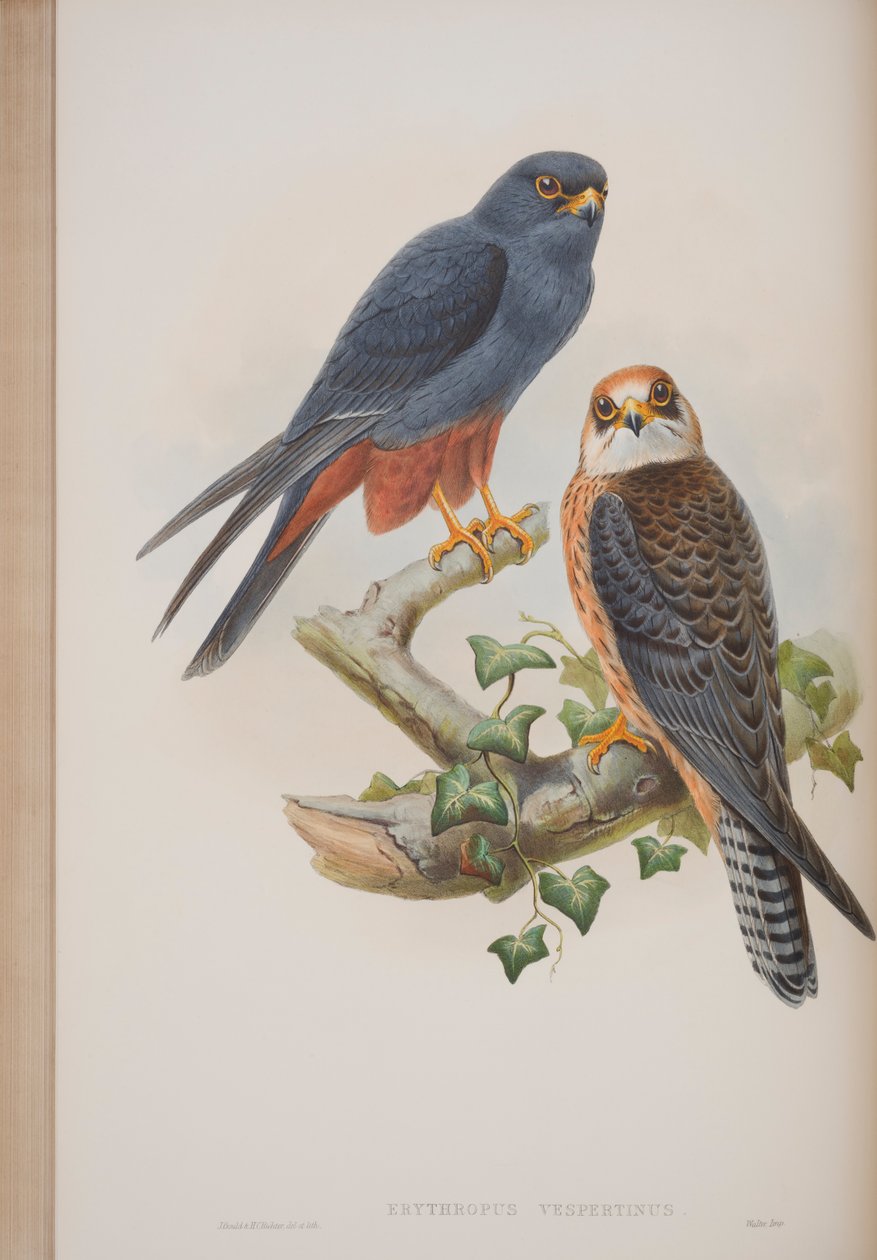 Erythropus Vespertinus, Plate from The Birds of Great Britain by John Gould, Published 1862-73 by John Gould