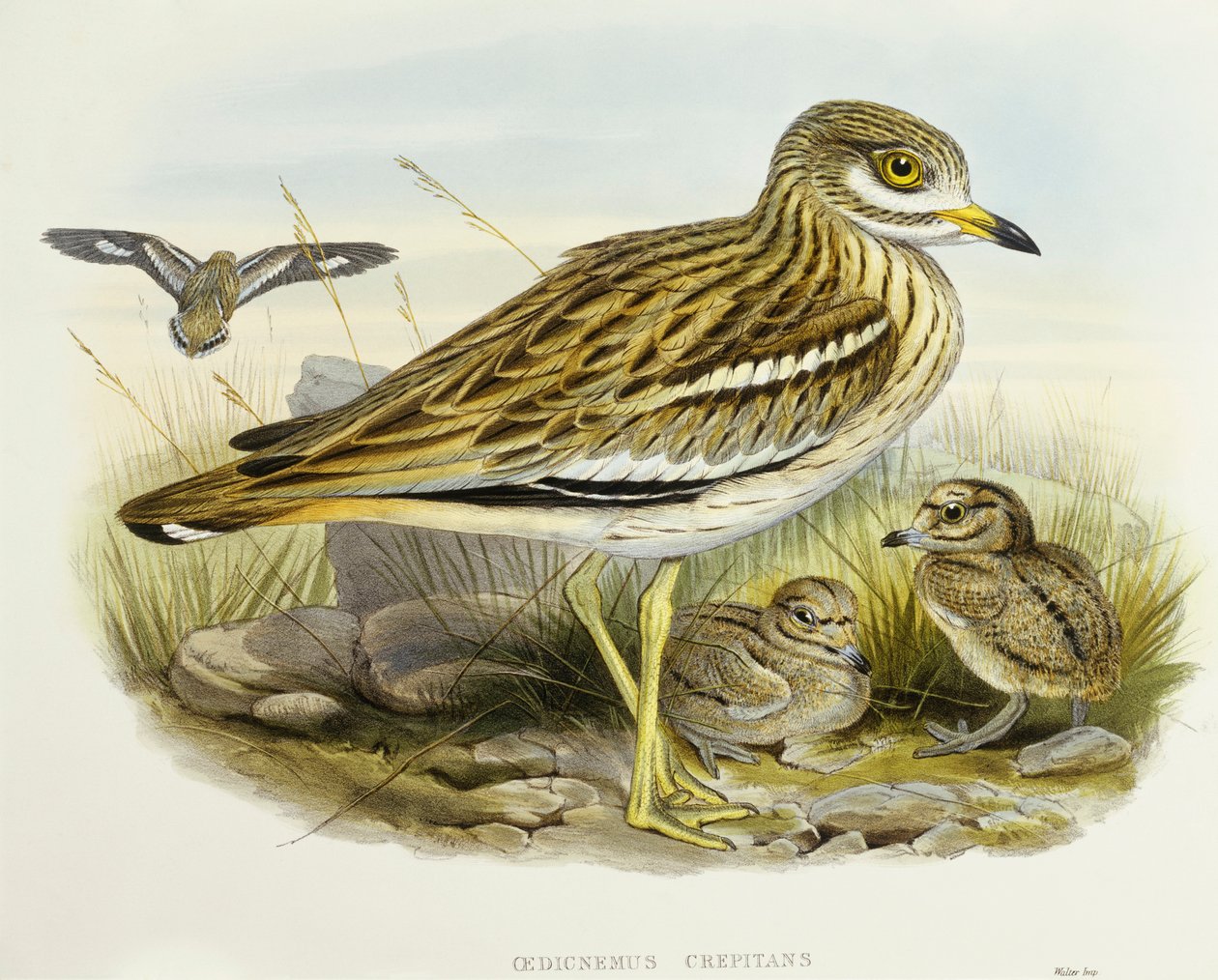 Eurasian thick-knee (Burhinus oedicnemus), Engraving by John Gould