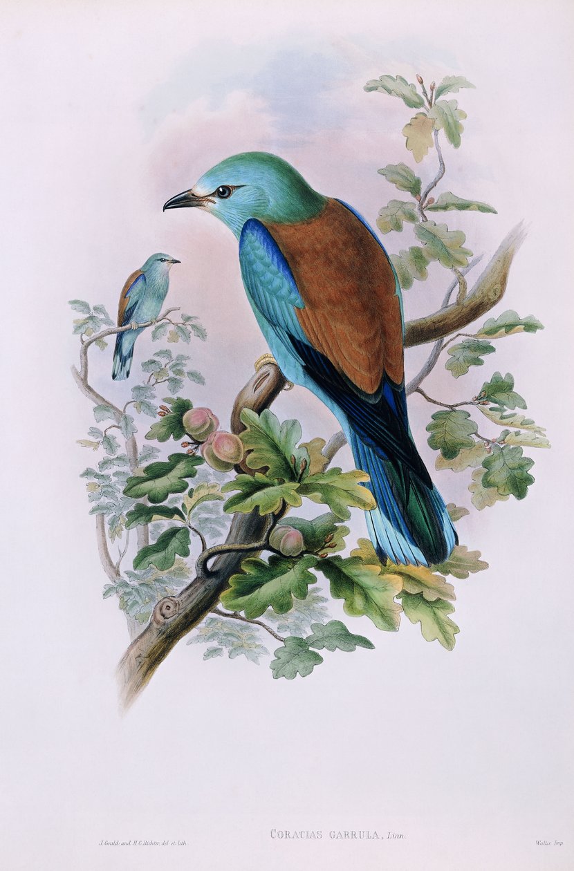 European Roller; Coracias Garrula by John Gould