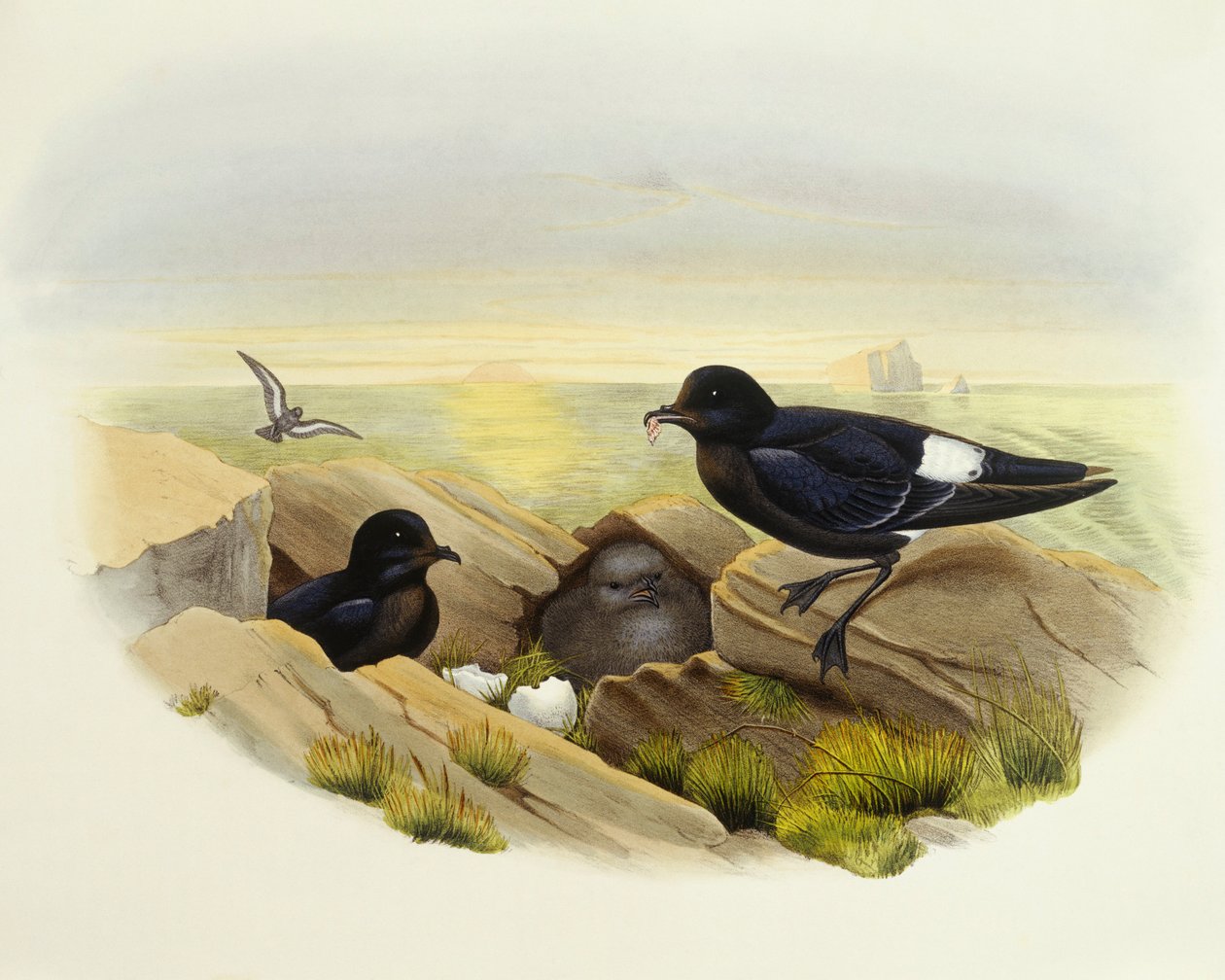 European Storm-Petrel (Hydrobates pelagicus), Engraving by John Gould by John Gould
