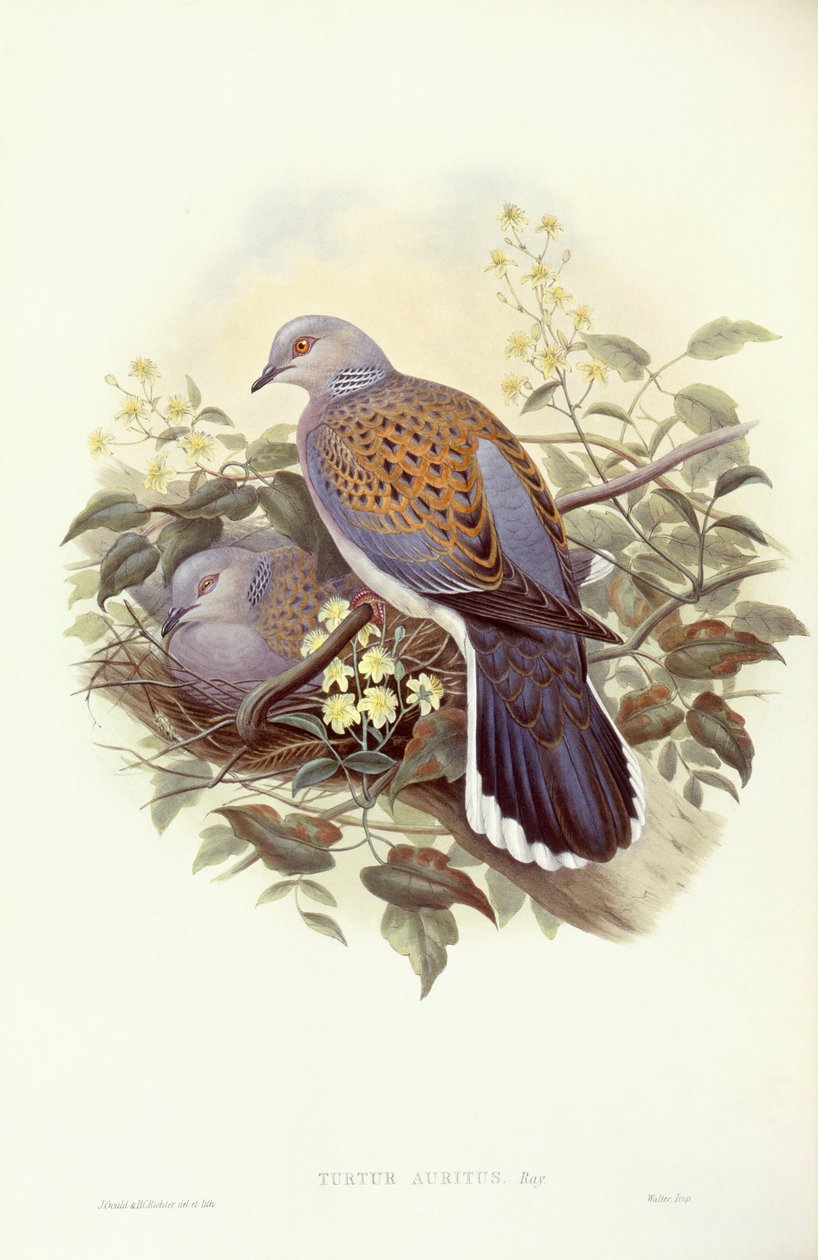European Turtle-Dove (Streptopelia turtur), Engraving by John Gould by John Gould