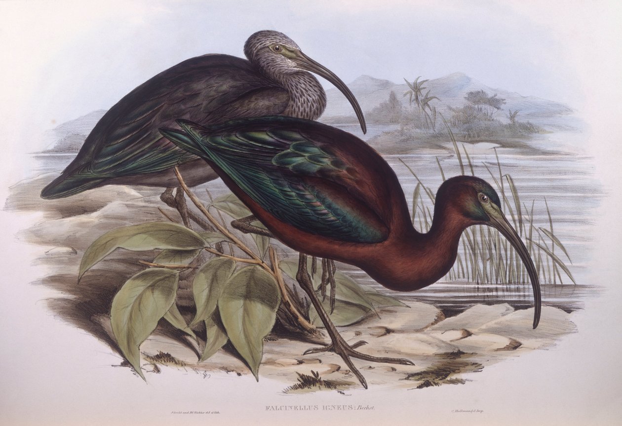 Glossy ibis (Plegadis falcinellus), Engraving by John Gould by John Gould