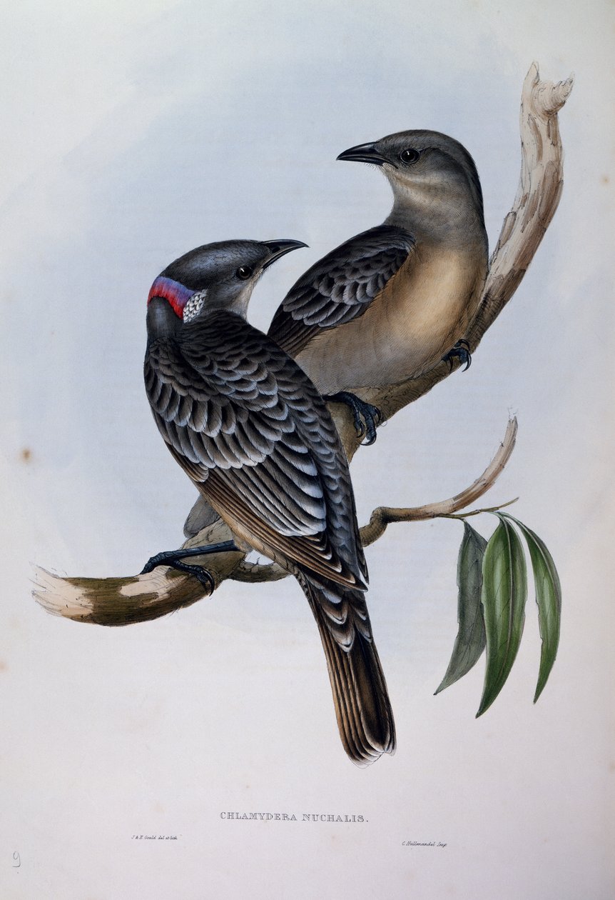 Great Bowerbird, engraving from Birds of Australia by John Gould