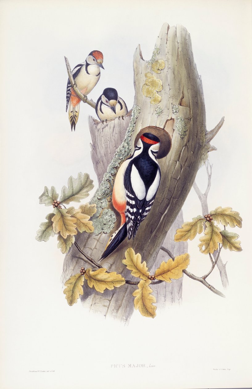 Great spotted woodpecker (Dendrocopos major), Engraving by John Gould by John Gould