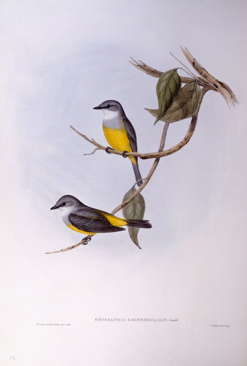 Grey-breasted robin (Eopsaltria griseogularis), Engraving by John Gould by John Gould