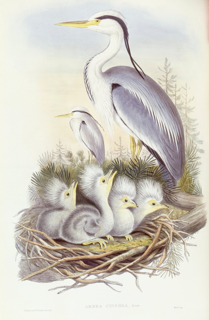 Grey Heron (Ardea cinerea) by John Gould