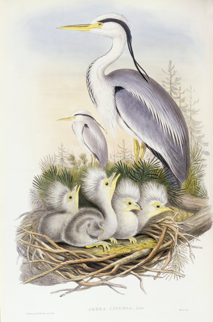 Grey heron (Ardea cinerea), Engraving by John Gould by John Gould