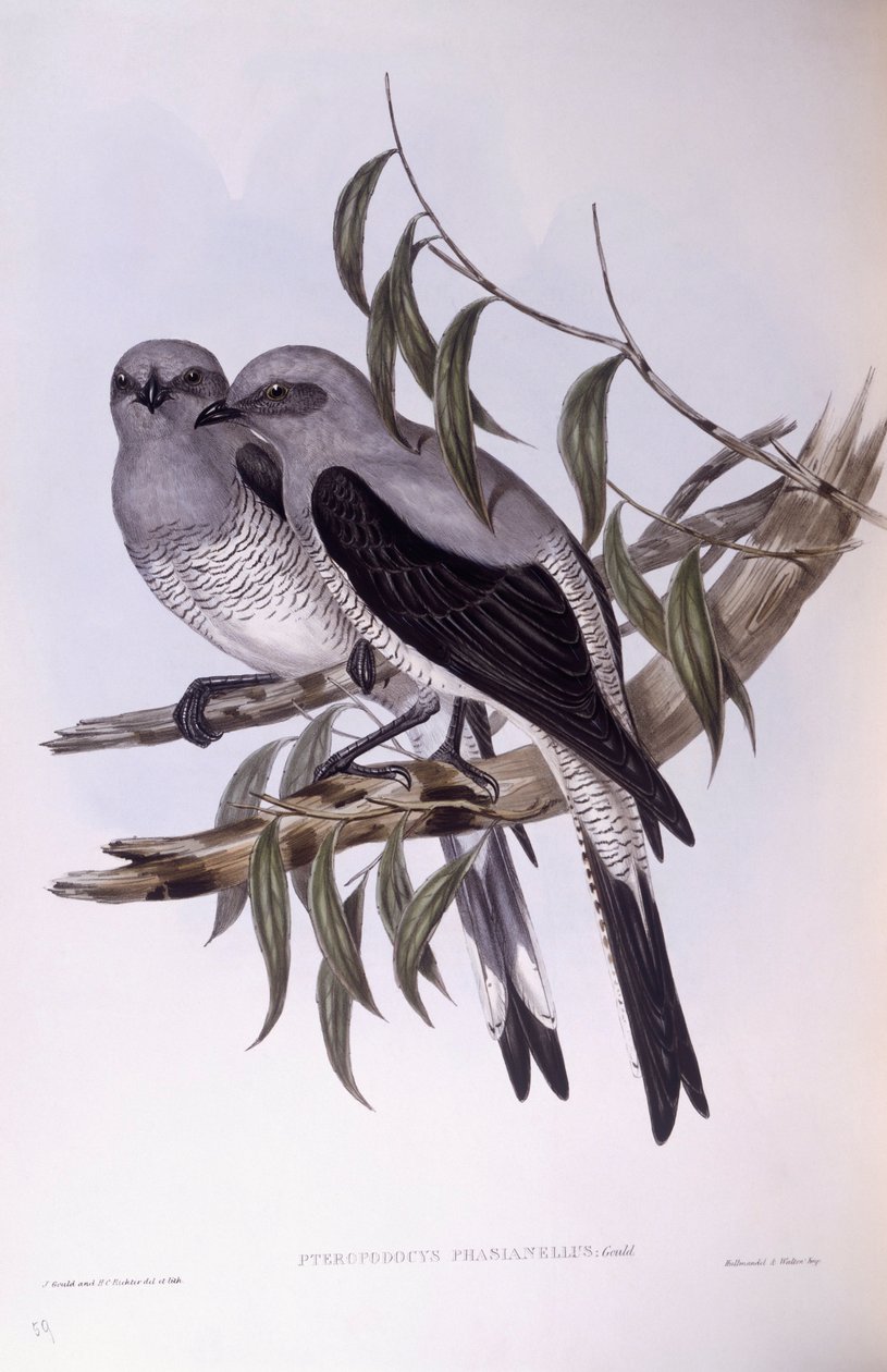 Ground cuckooshrike (Coracina maxima), Engraving by John Gould by John Gould