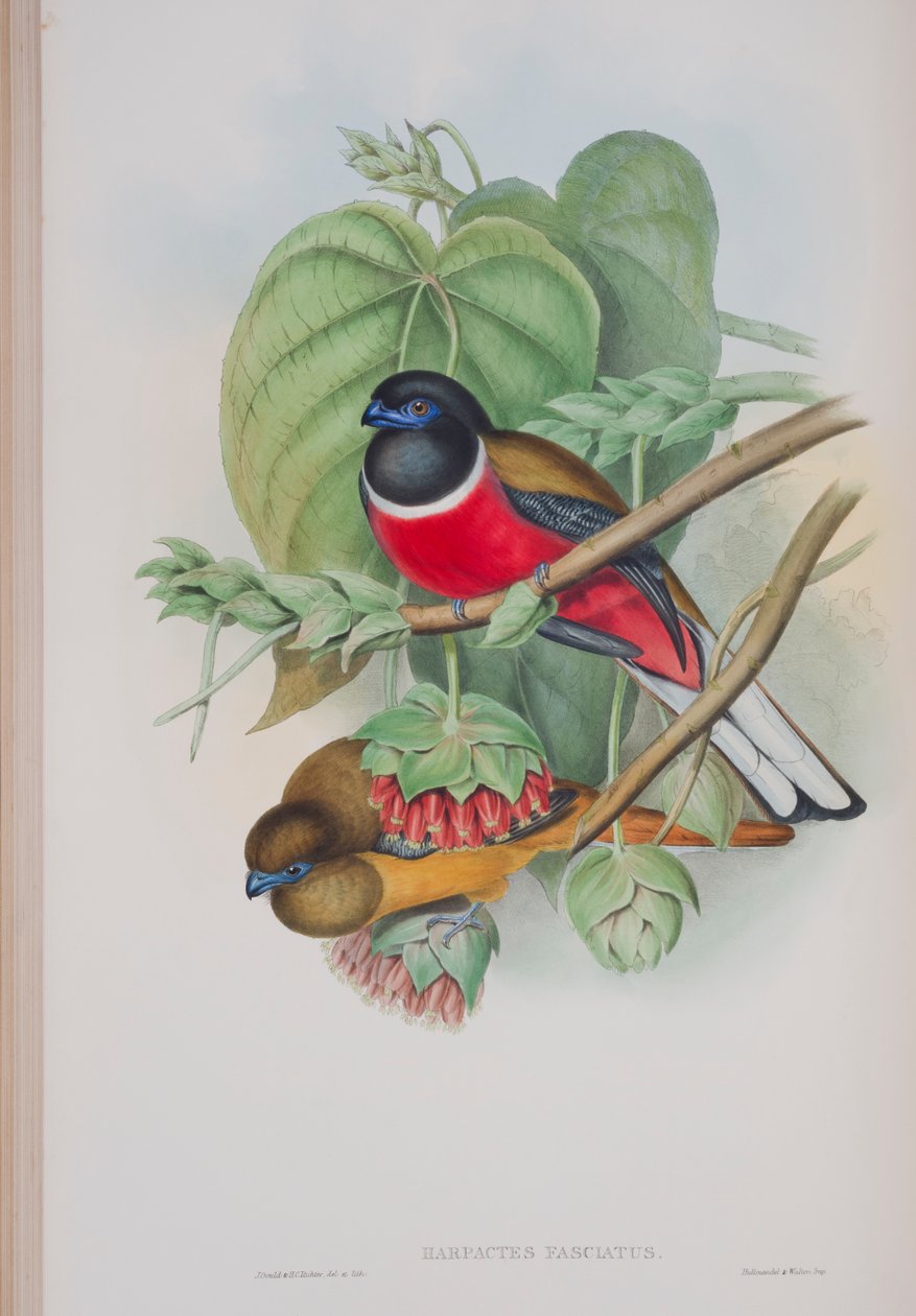 Harpactes Fasciatus, plate from The Birds of Great Britain by John Gould by John Gould