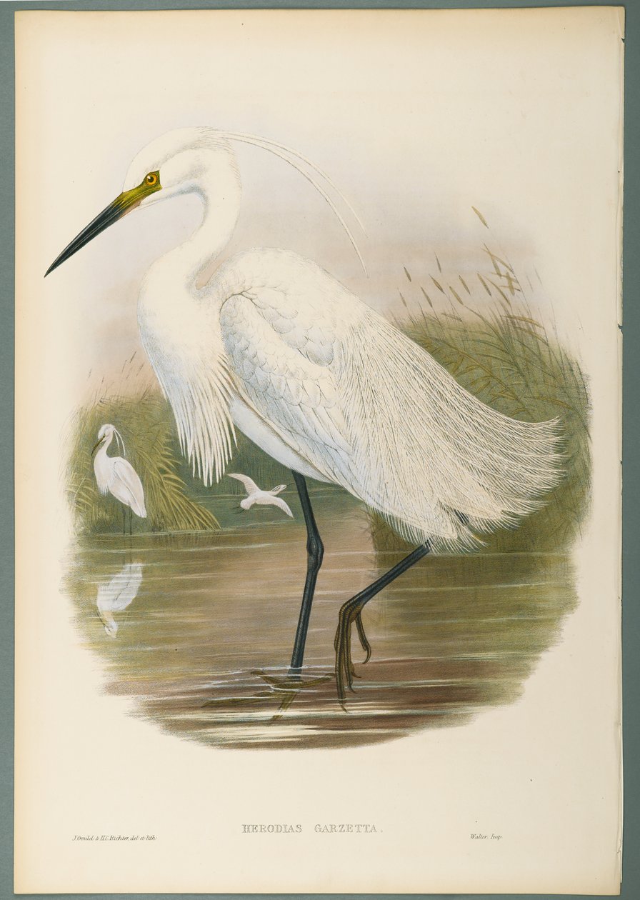 Little Egret by John Gould