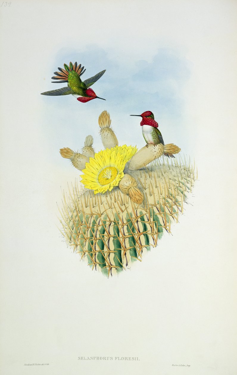 Humming Bird, engraved by Walter and Cohn by John Gould