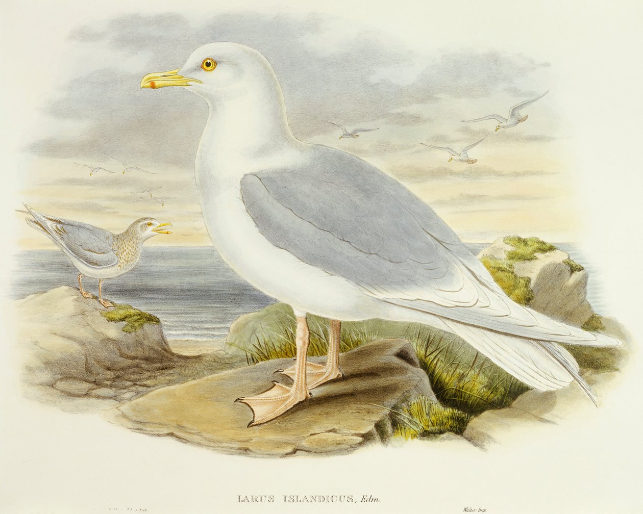 Iceland gull (Larus glaucoides), Engraving by John Gould