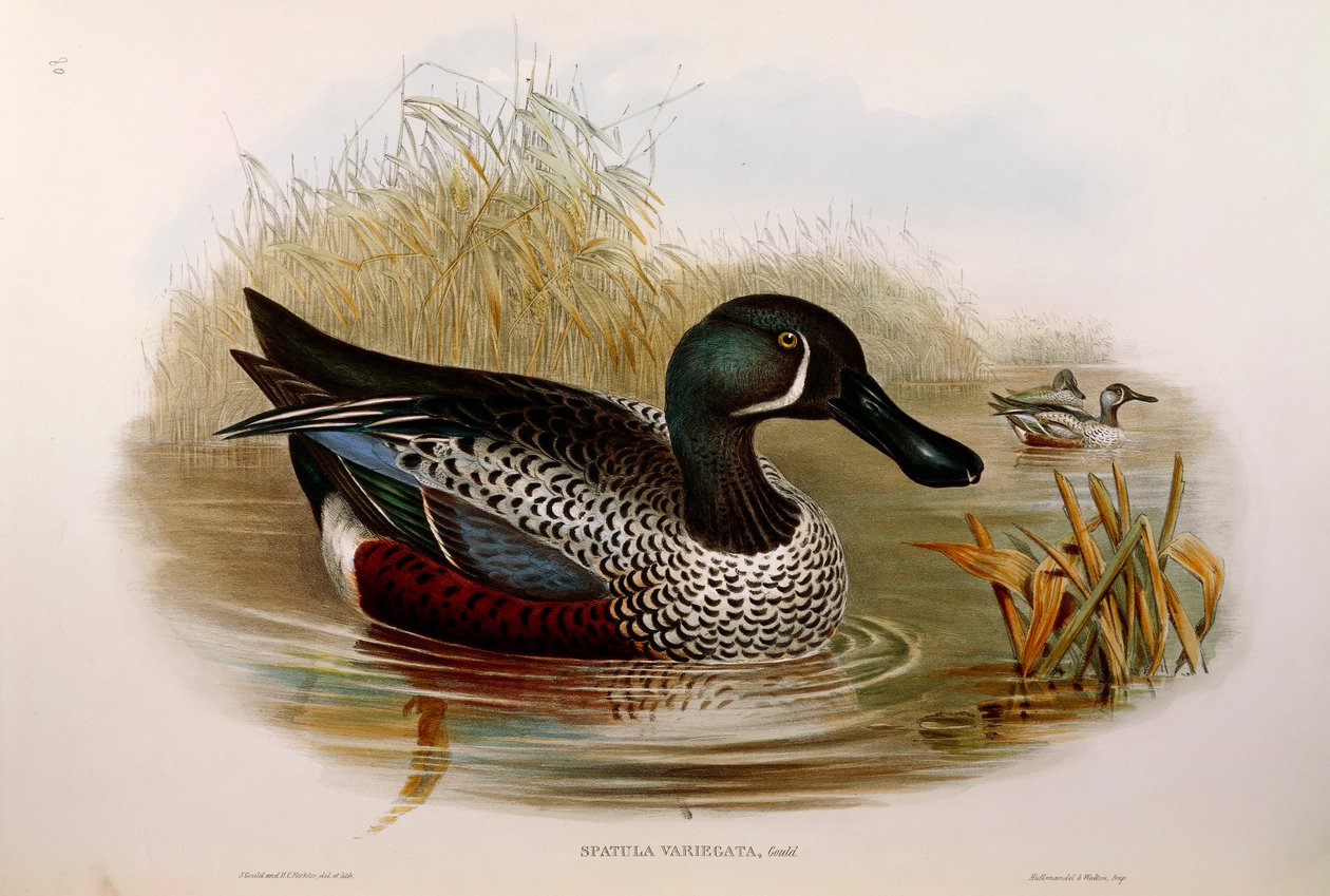 Illustration from John Gould