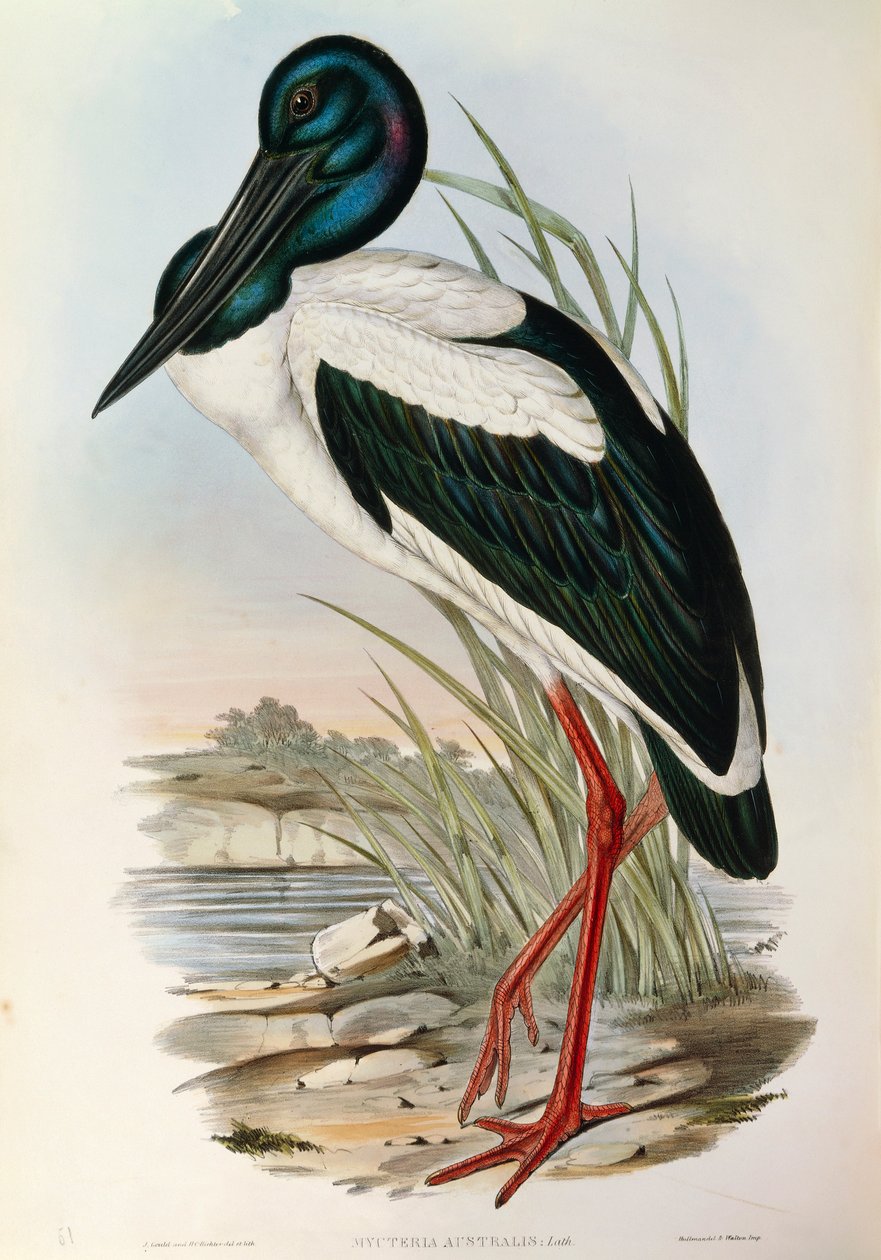 Illustration from John Gould