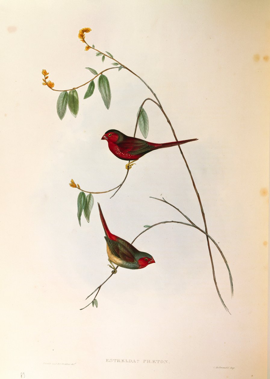 Illustration from John Gould