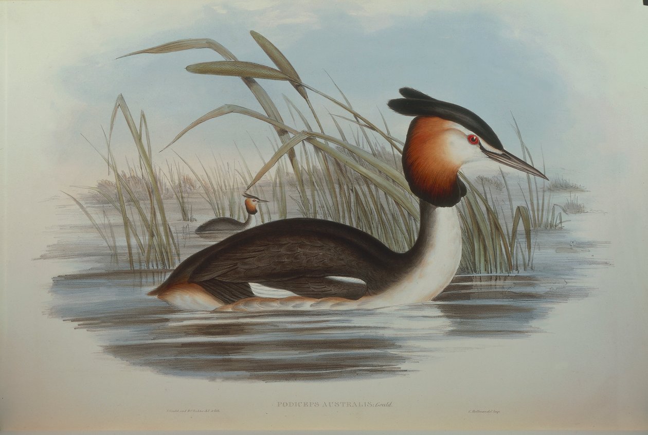 Illustration from John Gould