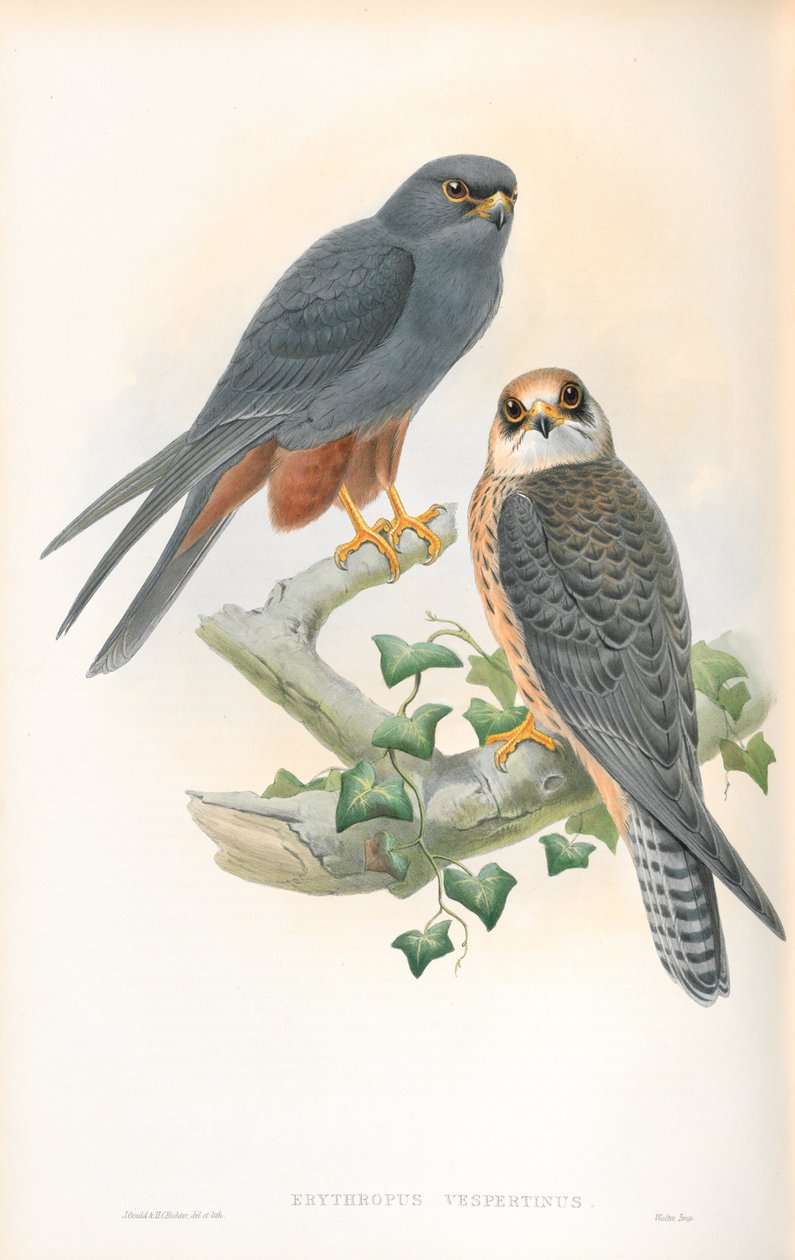 Illustration of Erythropus Vespertinus (Orange-legged Hobby) by John Gould