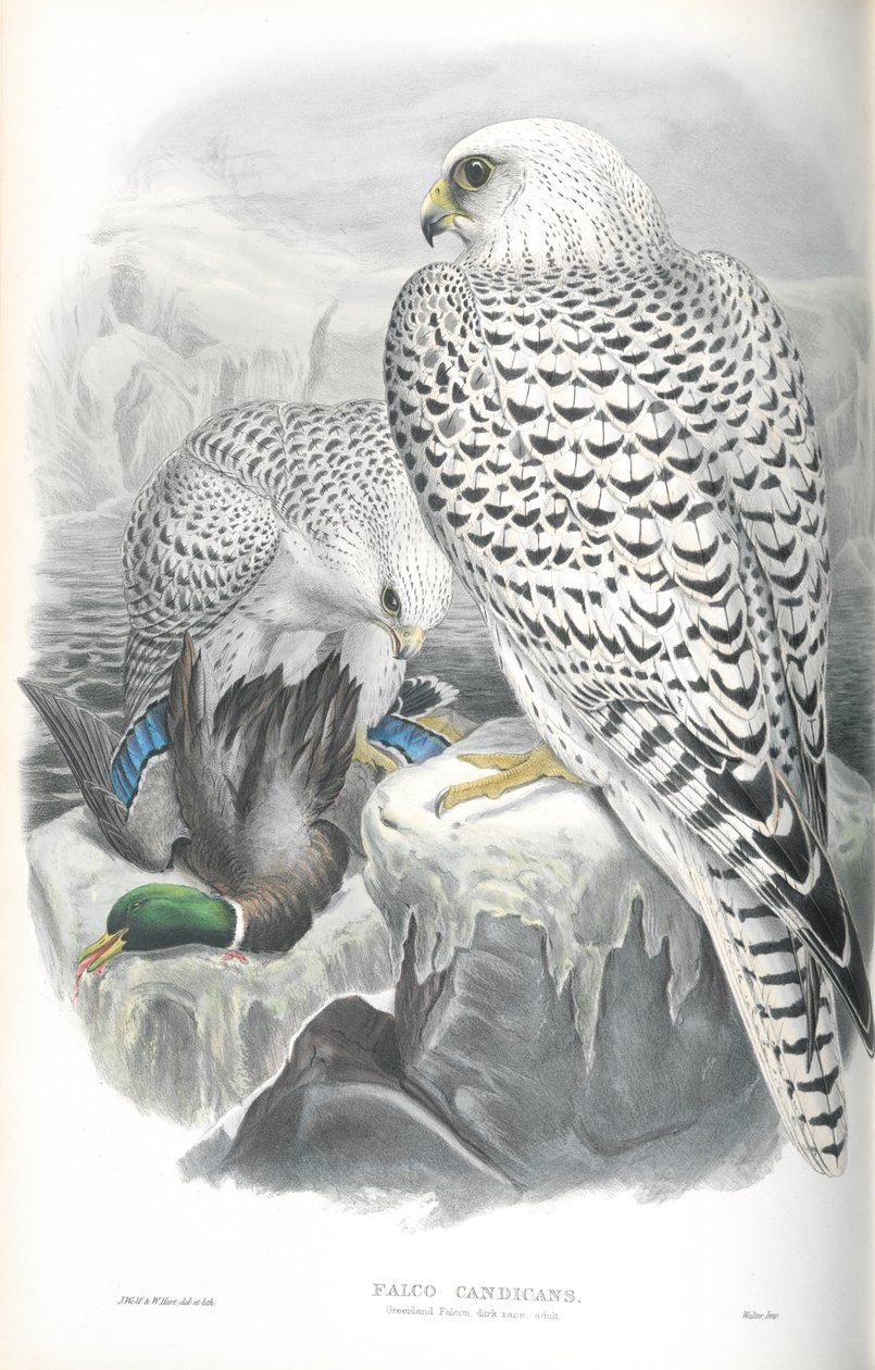 Illustration of Falco Candicans (Greenland Falcon Dark Race) by John Gould