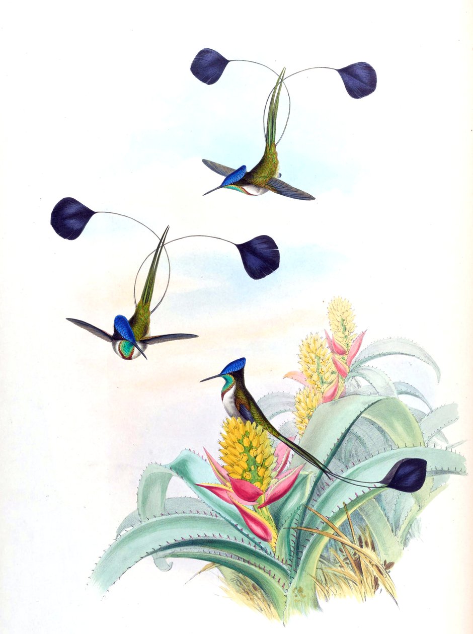 Illustration of Loddigesia mirabilis (hummingbird) on Aechmea mertensii  (as syn. A. mucroniflora) (bromeliad) by John Gould