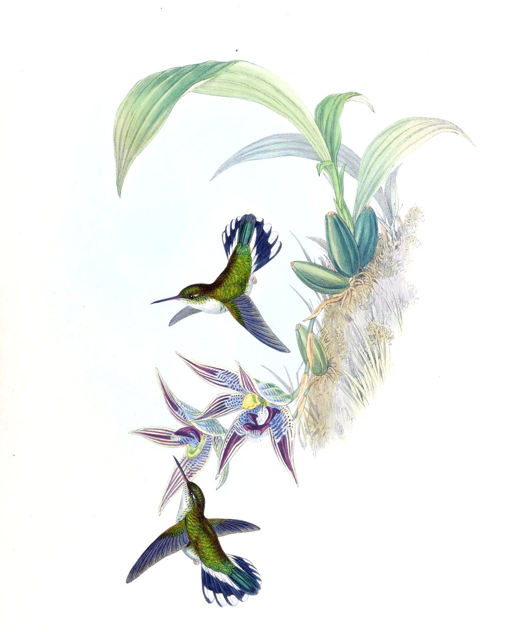 Illustration of Phlogophilus hemileucurus on Paphinia cristata (orchid) by John Gould