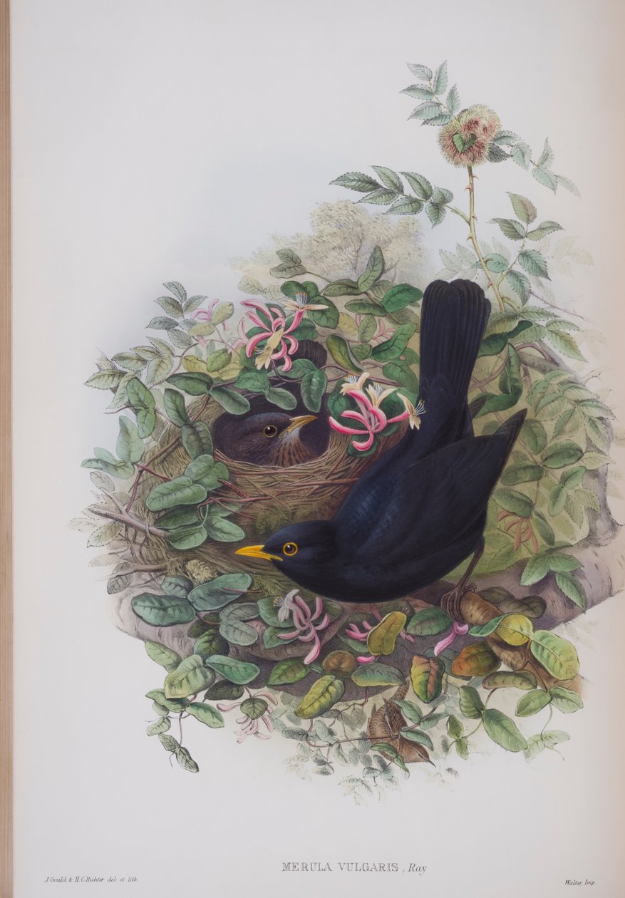 Merula Vulgaris, plate from The Birds of Great Britain by John Gould, published 1862-73 by John Gould