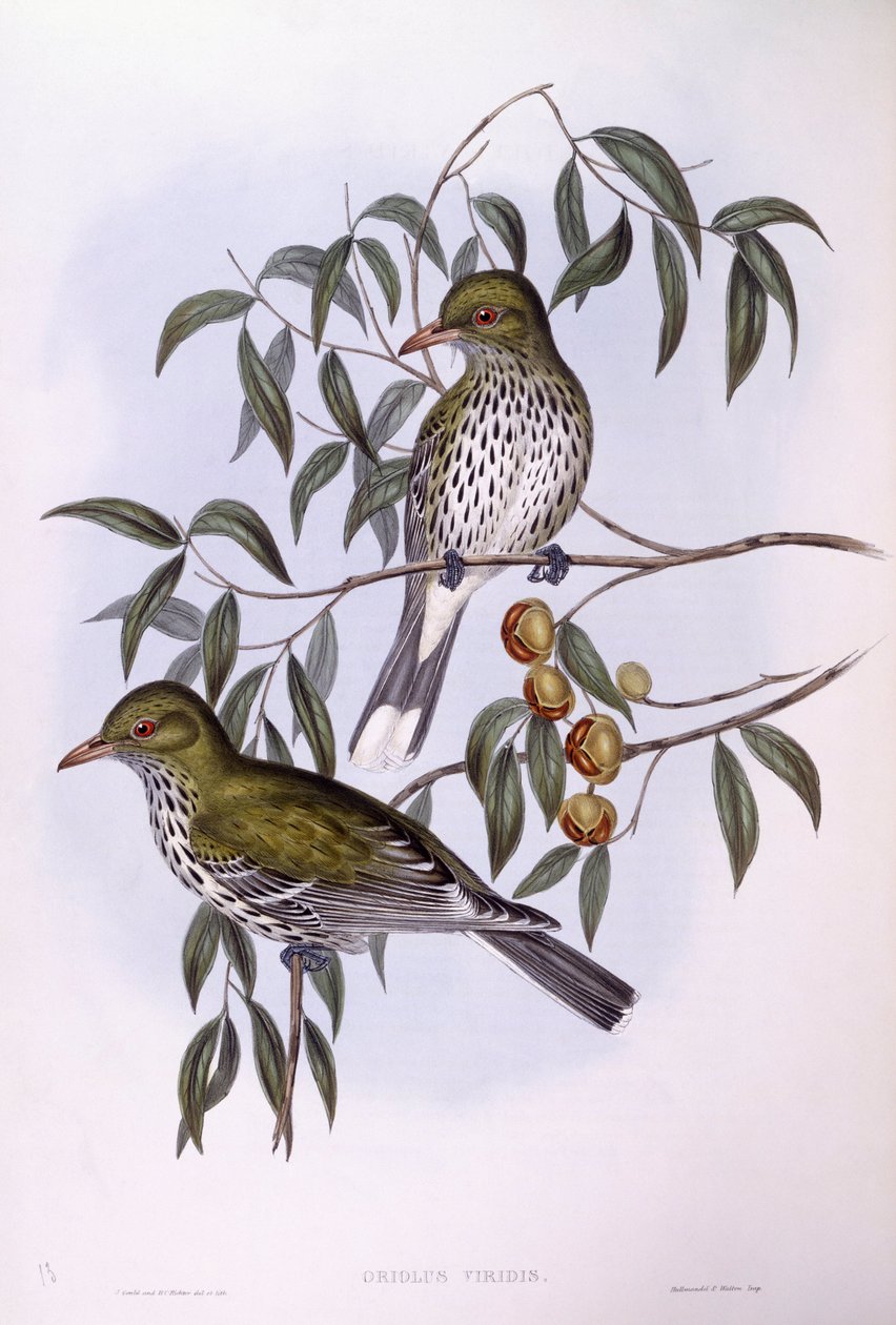 Olive-backed oriole (Oriolus sagittatus), Engraving by John Gould by John Gould