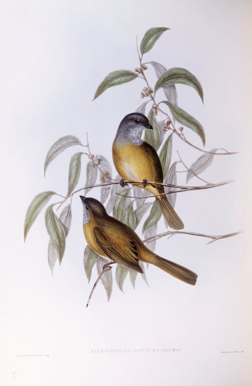 Olive Whistler (Pachycephala olivacea), Engraving by John Gould by John Gould