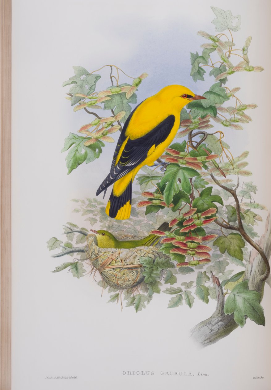 Oriolus Galbula, plate from The Birds of Great Britain by John Gould, published 1862-73 by John Gould